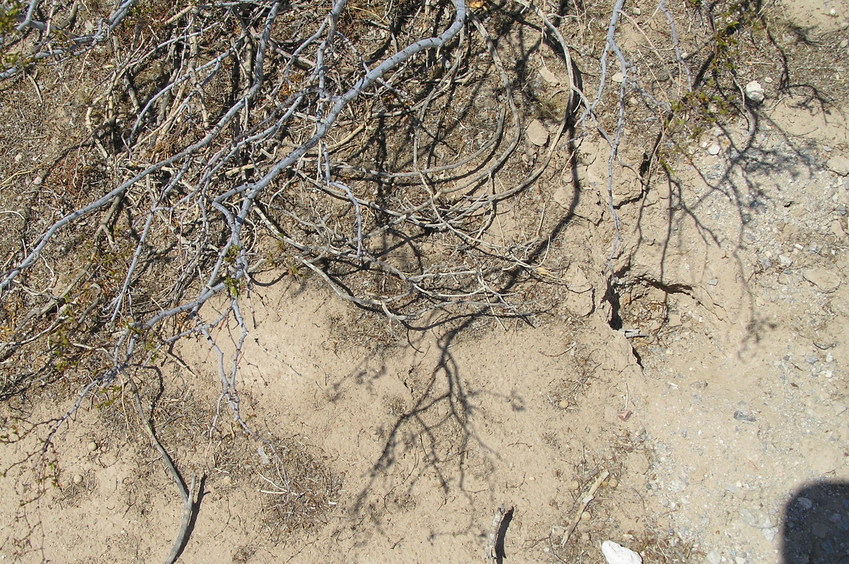 Ground cover at the confluence.