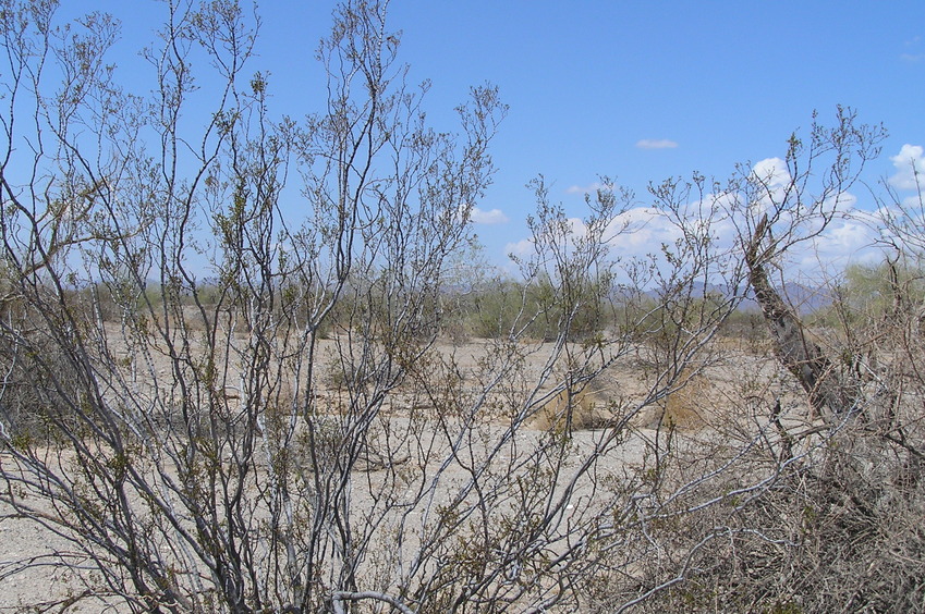 View to the north from the confluence.