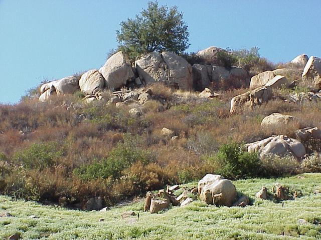 Site of the confluence, looking north.  The confluence is midway up the slope between the edge of the clover and the tree in the background.