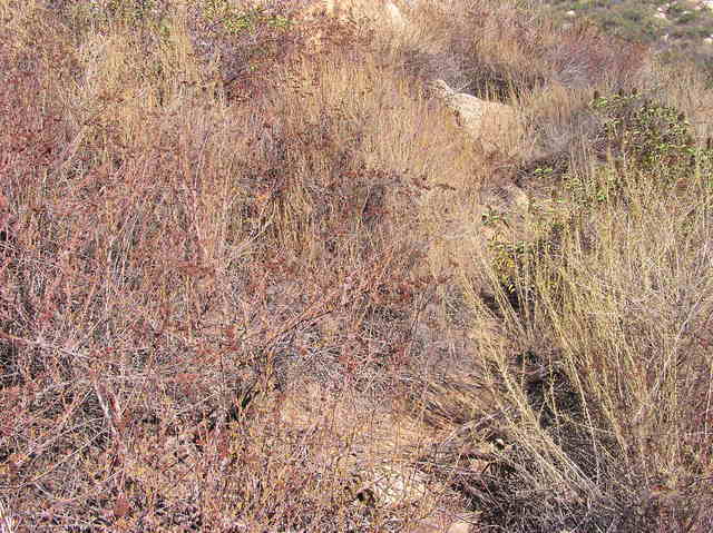 A view of the ground next to the confluence point: Steep, rocky, overgrown!