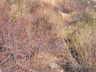 #1: A view of the ground next to the confluence point: Steep, rocky, overgrown!