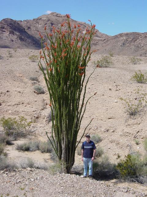 22-foot Ocotillo Plant