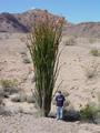 #7: 22-foot Ocotillo Plant