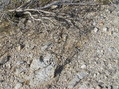 #4: Desert ground cover at the confluence point.