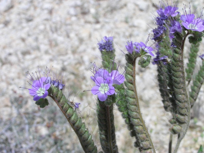 Some Spring flowers, near the confluence point