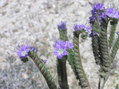 #8: Some Spring flowers, near the confluence point