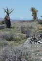 #2: San Gorgonio Mtn to the West.