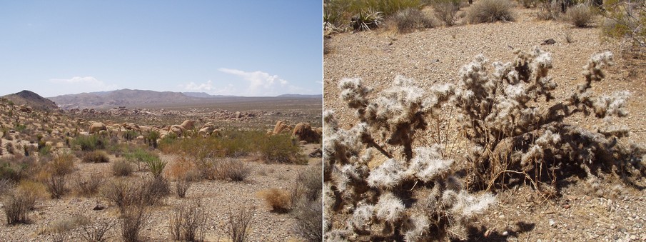 Boulders + Desert Plants