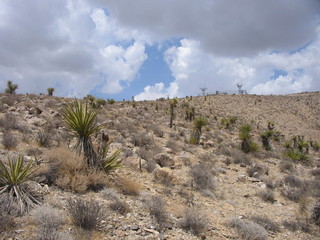 #1: View from the confluence to the north