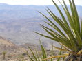 #5: Joshua Tree view to the south.