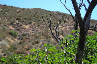 #1: Looking south at the confluence site from across the gully.  The left burnt branch runs right through the confluence point, about 40% of the way up the slope.