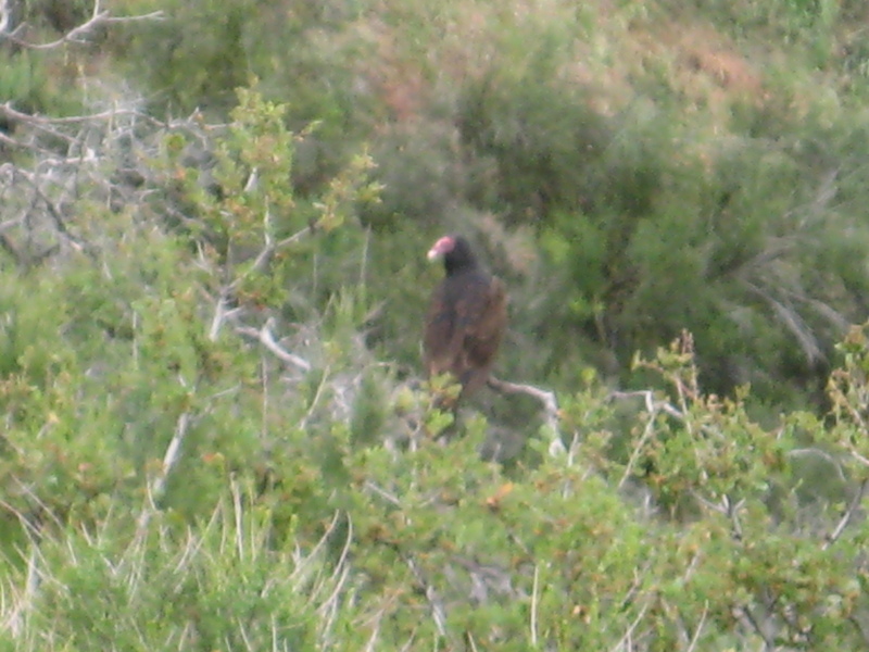 buzzard