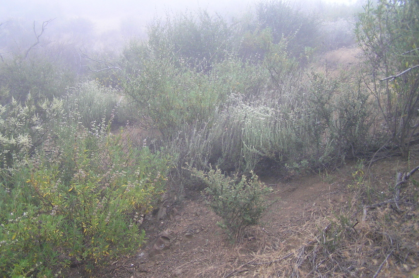 Murky site of 34 North 117 West on a day near the summer solstice, in the "June Gloom."