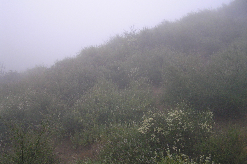 View to the east from the confluence point.  Most views were gloomier than this one.