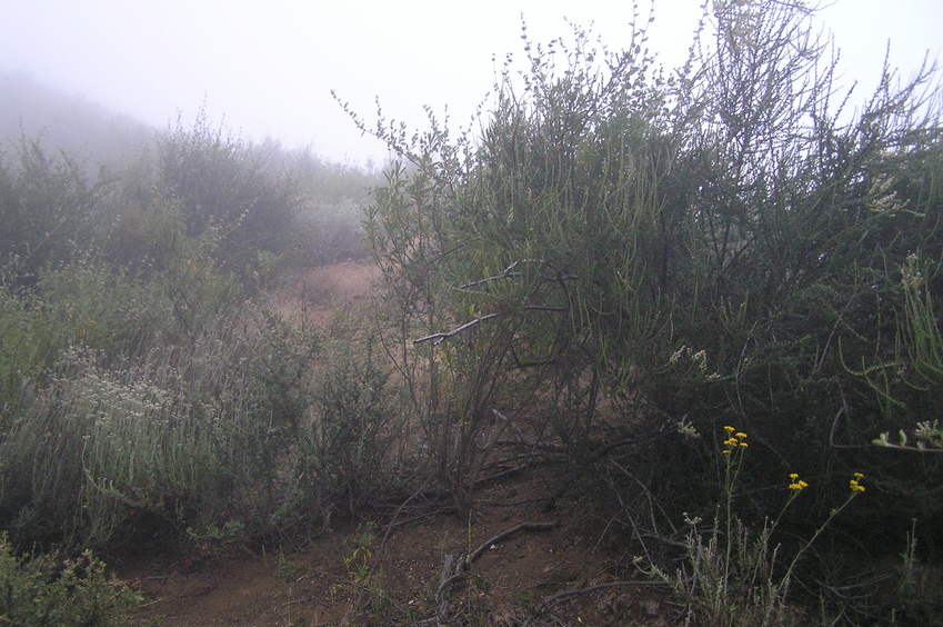 View to the south from the confluence.