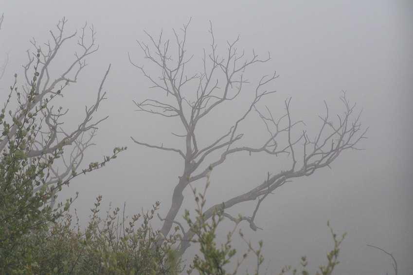 Misty view to the northwest from the confluence site.