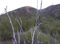 #3: Closest trail to the confluence, 100 meters north, looking northeast. 