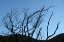 #7: Branches view to the east from the confluence.