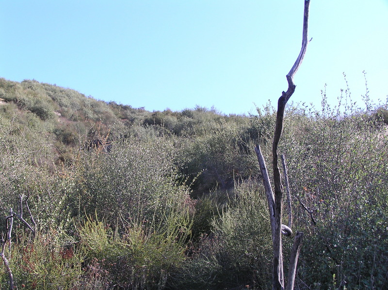 View to the south from the confluence.