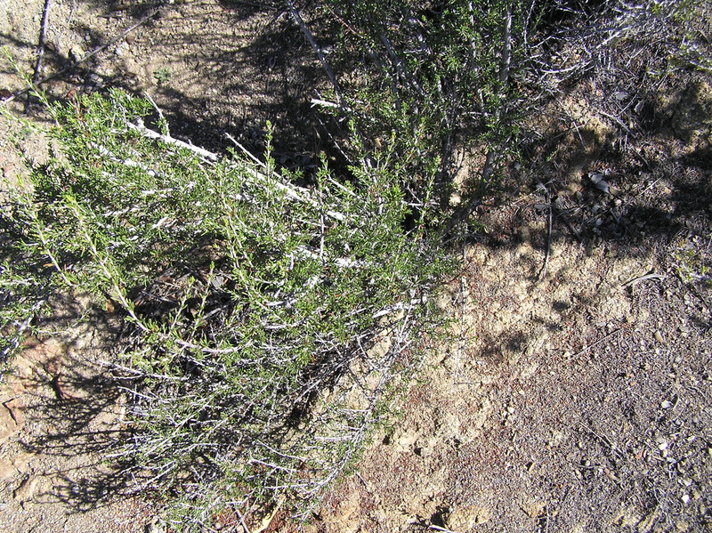 Watch your step!  Steep and loose groundcover, with thorns, at confluence.