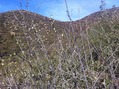 #5: View to the east from the confluence.