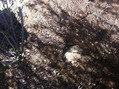 #6: Soil, rock, and thorny bushes mark the groundcover at this confluence. 