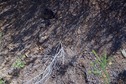 #5: The confluence point lies on a steep, scrub-covered hillside