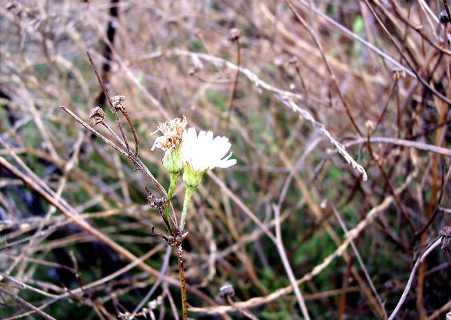 A flower at the confluence