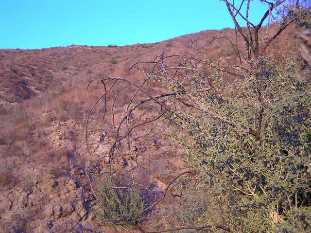 View to the east from the confluence.