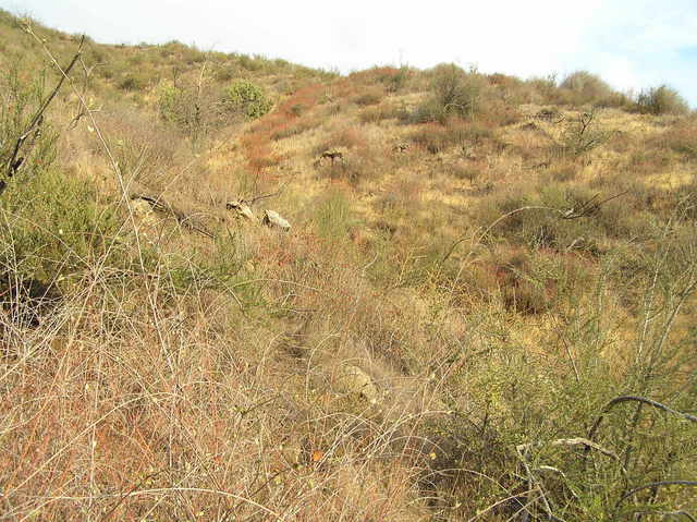 The Chapparal Biome:  View to the south from 34 North 117 West.