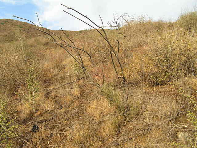 View to the east from the confluence.