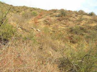 #1: The Chapparal Biome:  View to the south from 34 North 117 West.