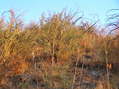 #9: The confluence is in the center of this photograph, 1/3 from the bottom in this view from the ridge to the south.