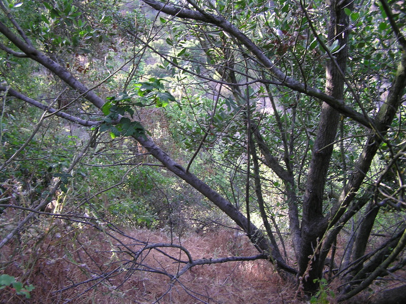 View north from the confluence, which indicates why it was difficult to zero out the GPS receiver.