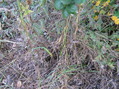 #5: Grassy and thorny ground cover at the confluence point, but fortunately, on fairly flat ground, sloping 10 degrees to the north.