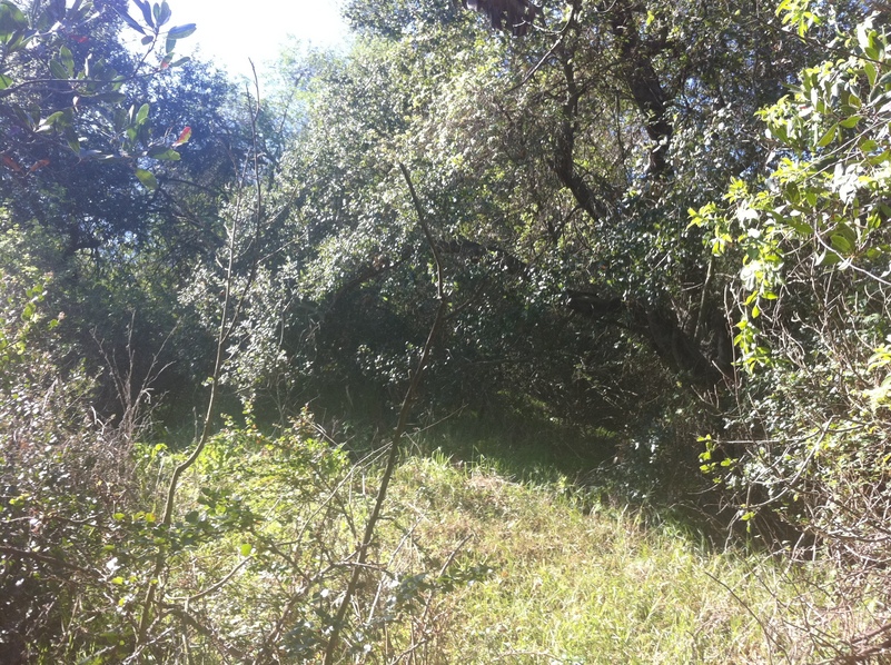 Site of 34 North 118 West, looking south.  The confluence is in the small clearing.