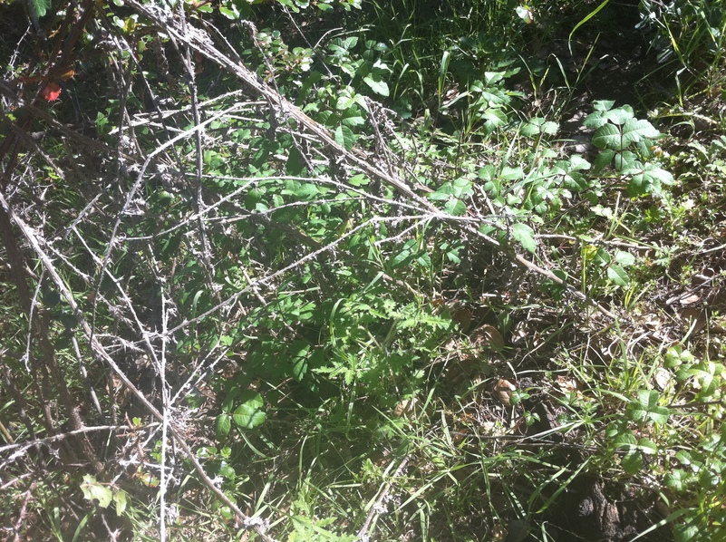 Groundcover at confluence point.