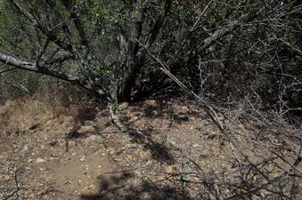 #1: The confluence point lies atop a steep, scrub-covered hill