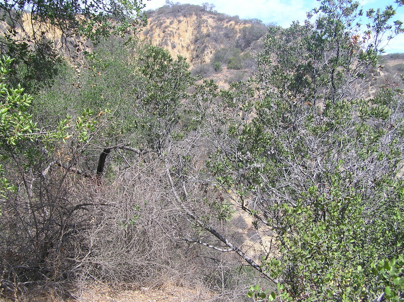 View to the north from the confluence, showing the confluence in the foreground center.