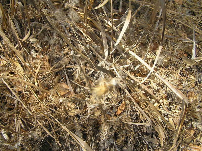 Thorny groundcover at the confluence point.