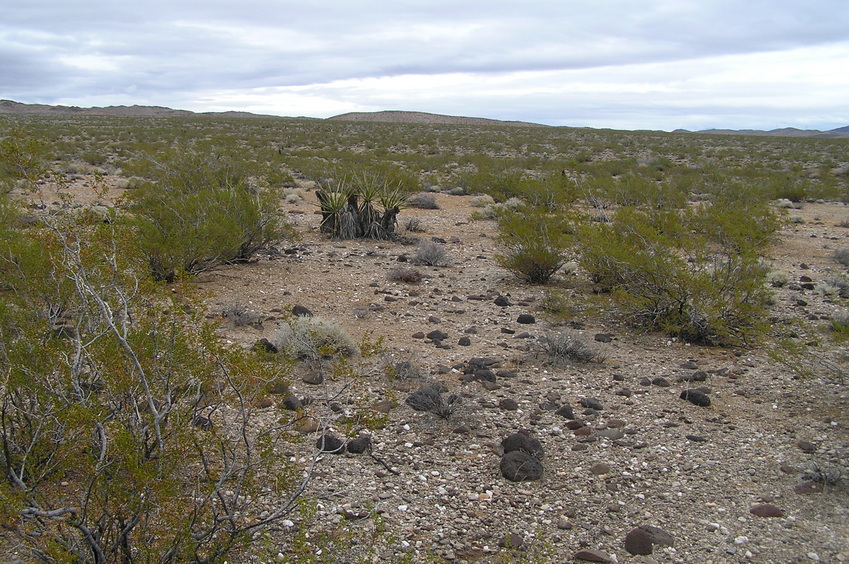 View to the north from the confluence.