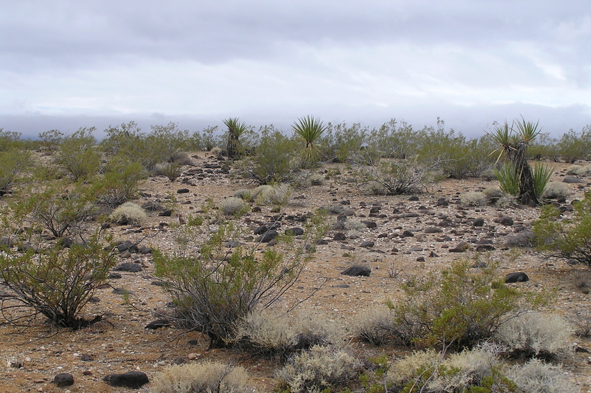 View to the south from the confluence.