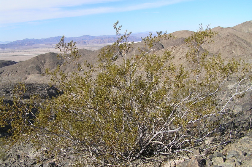 Confluence of 35 North 116 West, at the creosote bush, in the foreground, looking northwest.