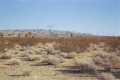 #2: A view from the confluence point (with Joshua Trees nearby)