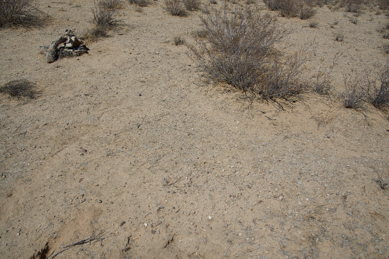 Ground cover at the confluence point