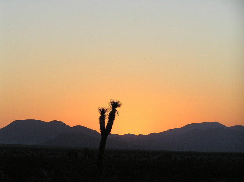 Joshua Tree sunrise at the confluence of 35 North 117 West in the magnificent Mojave Desert.