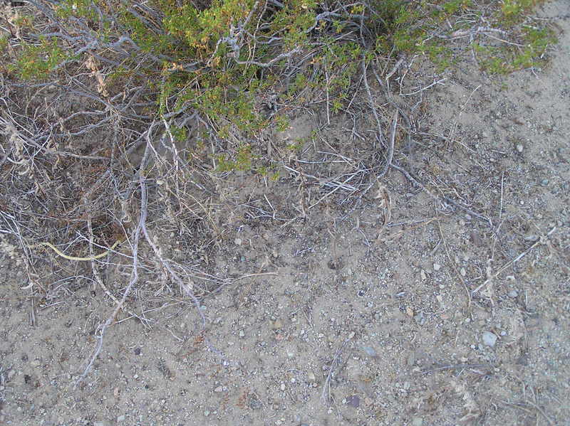 Desert groundcover at the confluence.