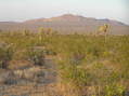 #9: View to the south from the confluence as the sun rose a bit higher.