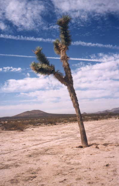 A striking Joshua tree near the confluence point