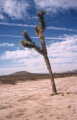 #3: A striking Joshua tree near the confluence point